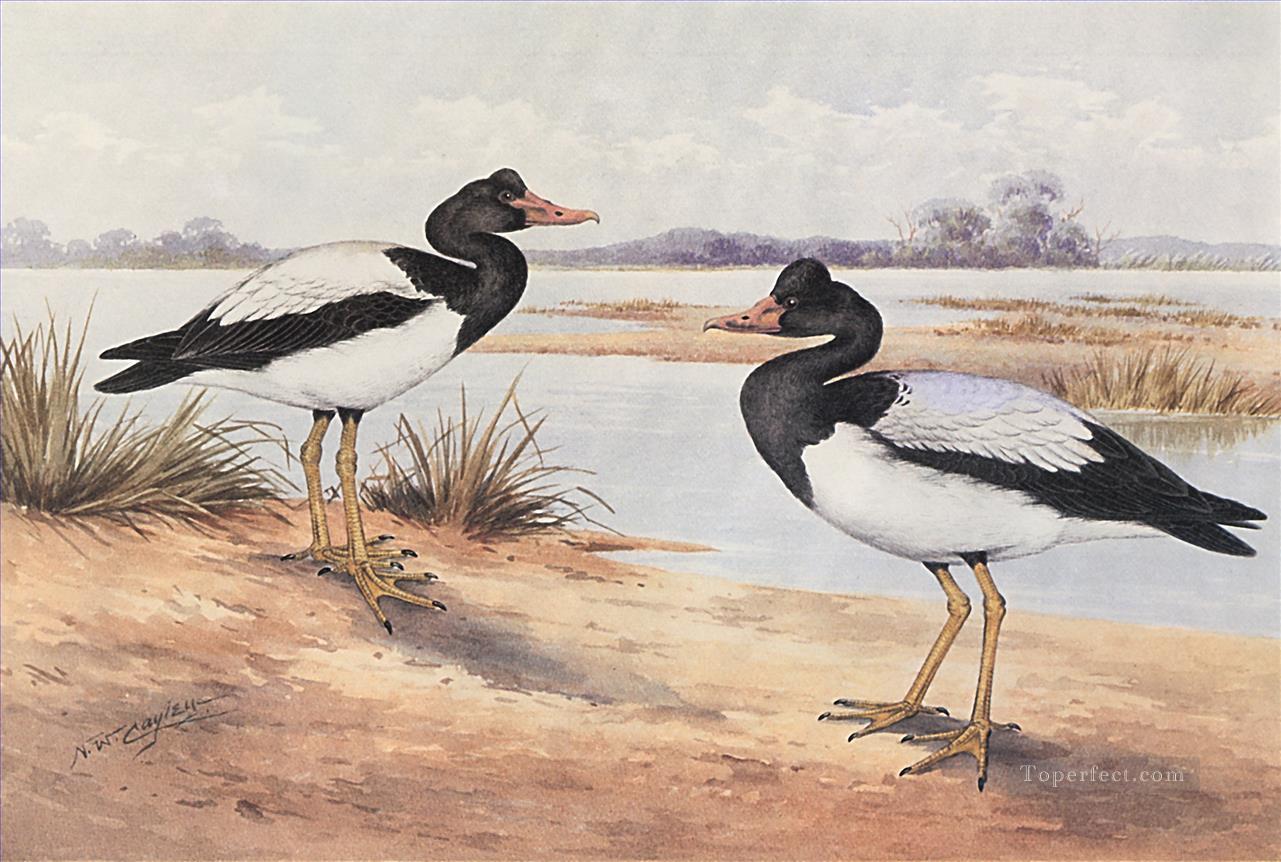 Oiseaux Magpie Goose Peintures à l'huile